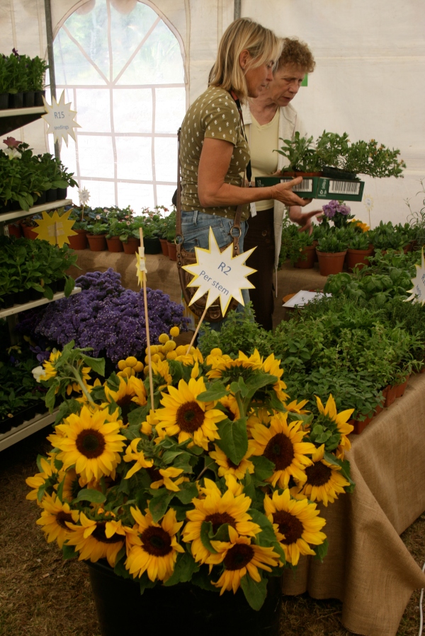 Gorgeous sunflowers being sold out of the sun... 