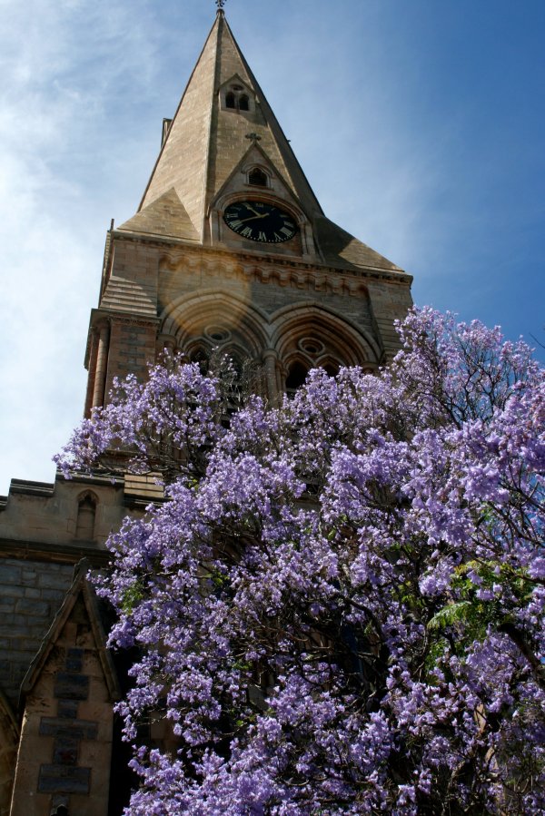 Cathedral with Jacarandas
