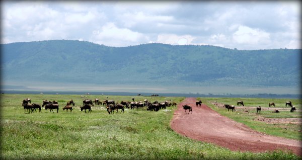 Ngorongoro Landscape