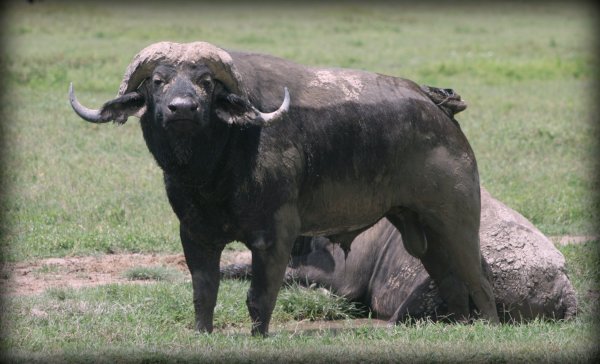 Sup buffalo
