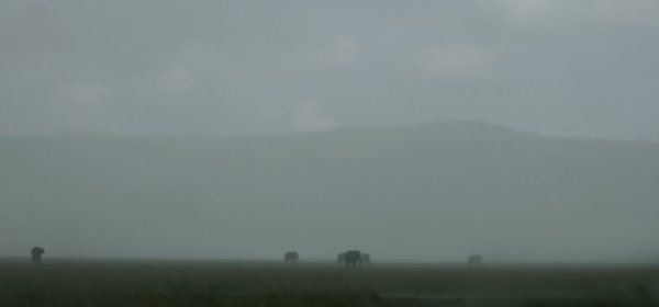 Elephants in the mist